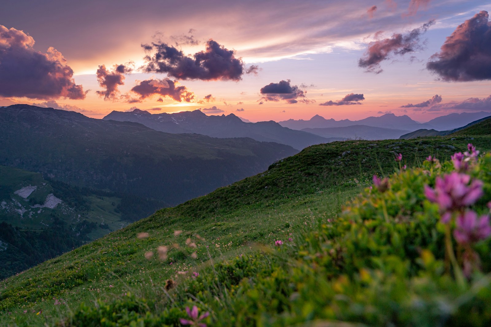 Mountain flowers