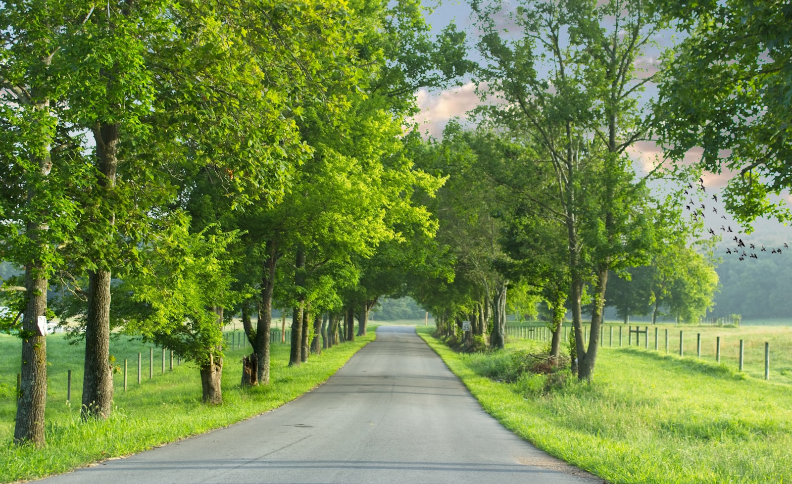 Forest road