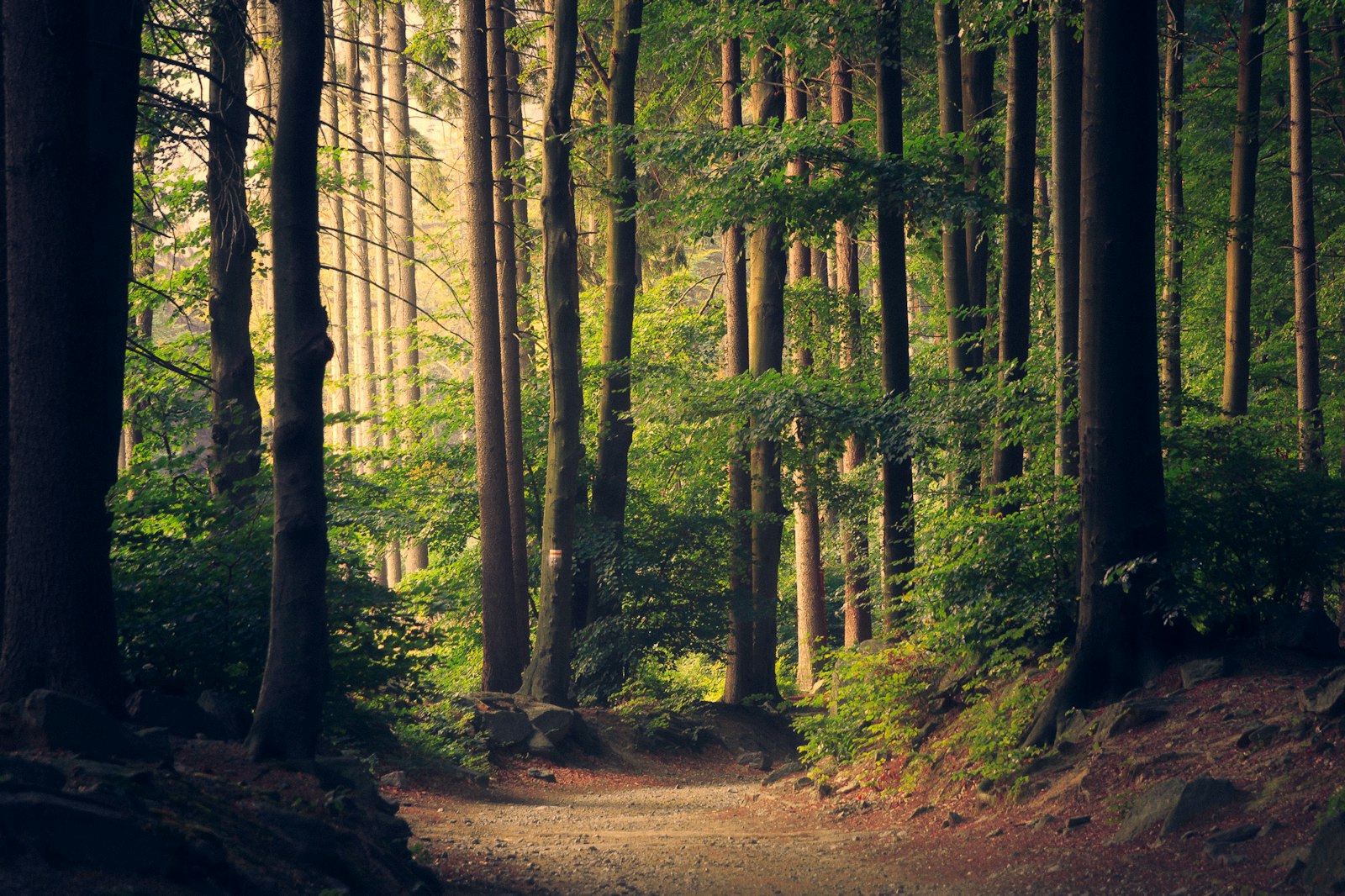 Deep forest