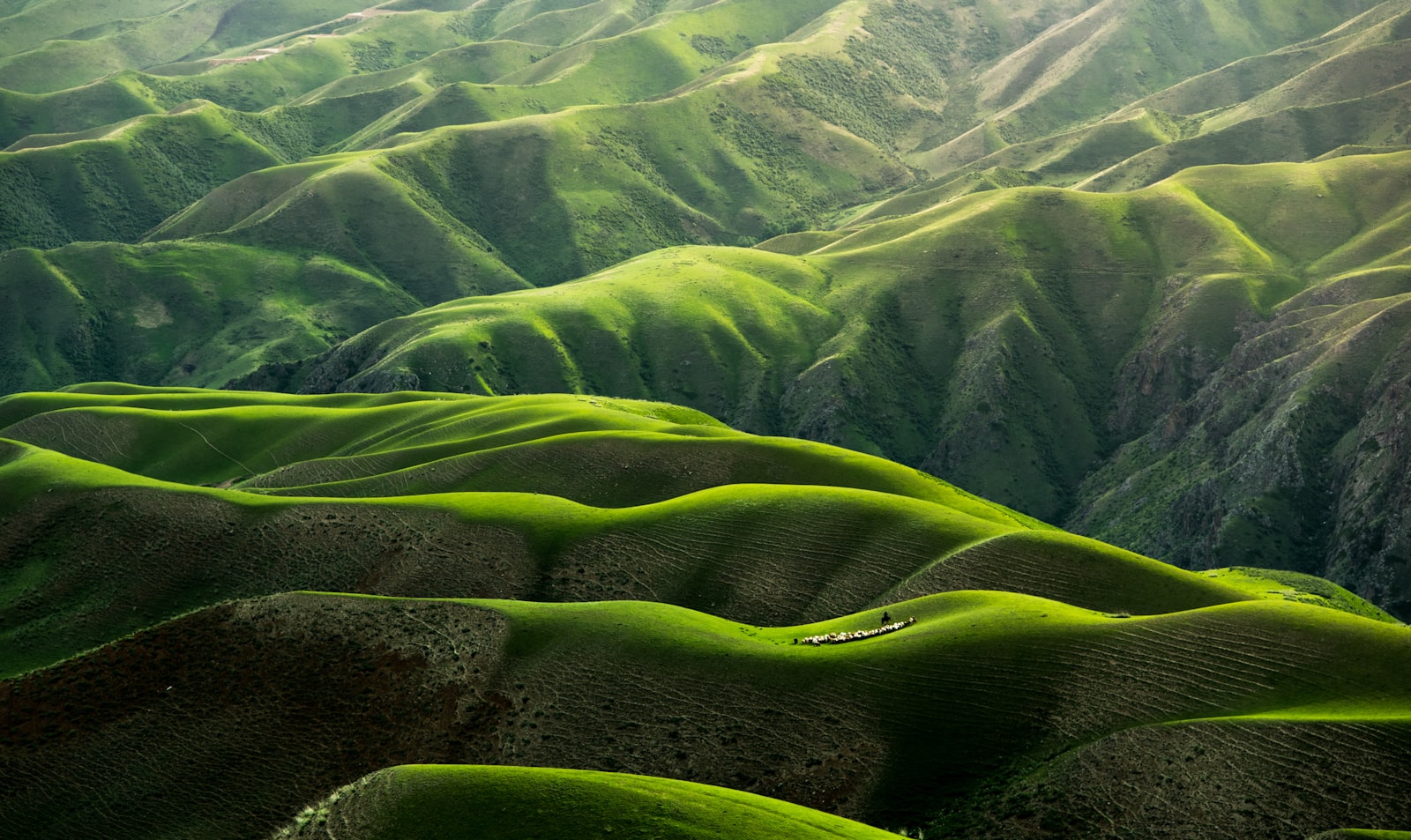 Aerial forest